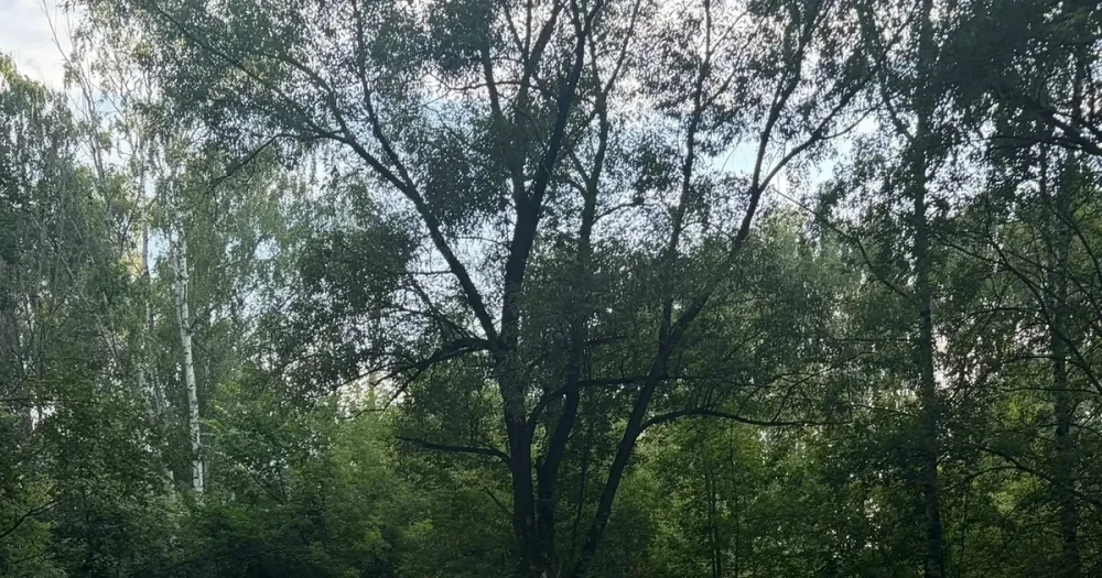 Переполненные мусорные баки во дворе жилого дома на улице Звездной в Ярославле